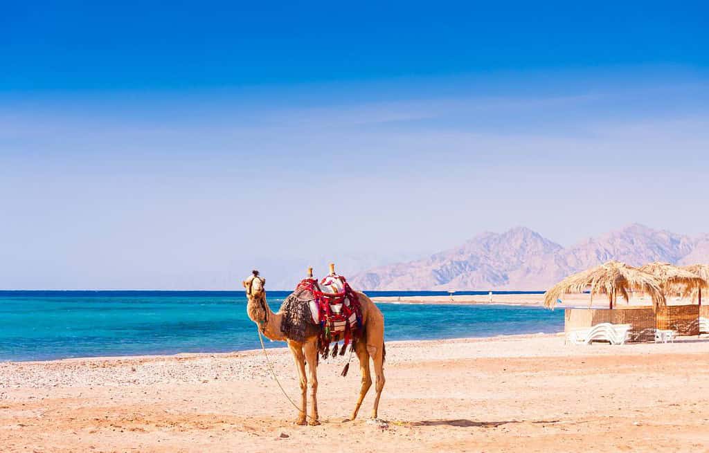 Red Sea Coast Egypt