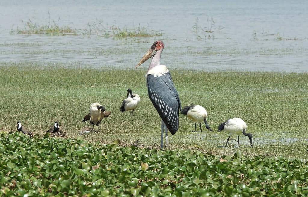 Rift Valley Lakes Ethiopia Rift Valley Lakes Ethiopia