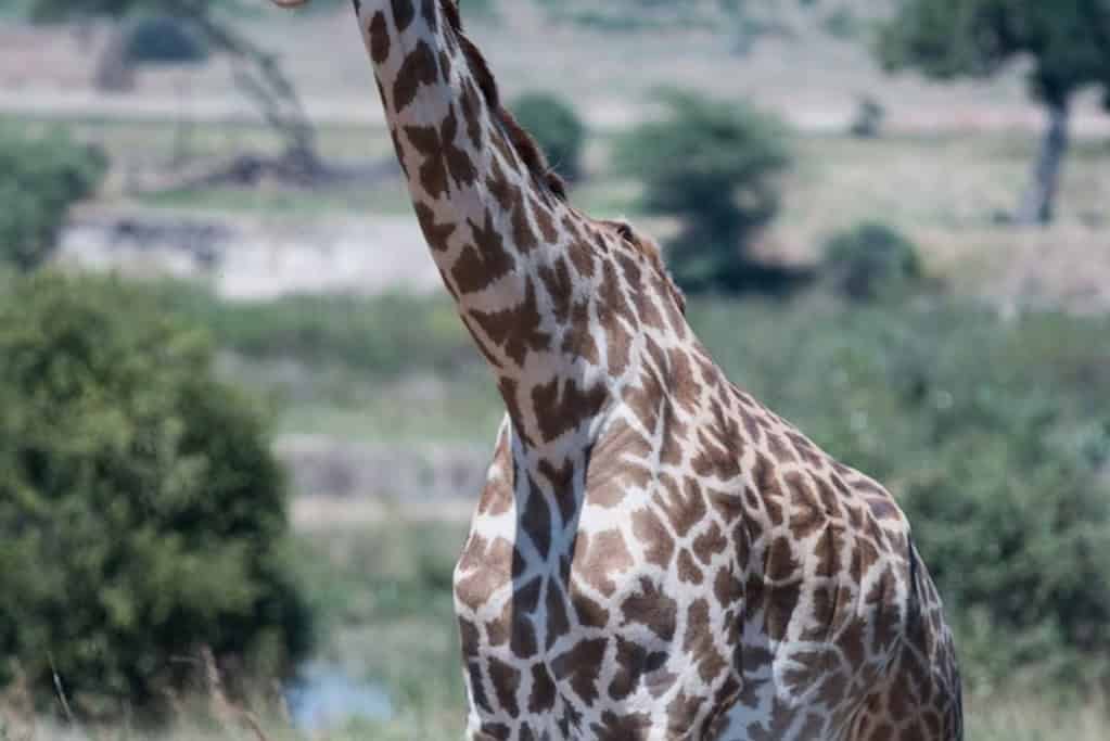 Ruaha National Park Tanzania Travel Destinations, Africa Ruaha National Park Tanzania