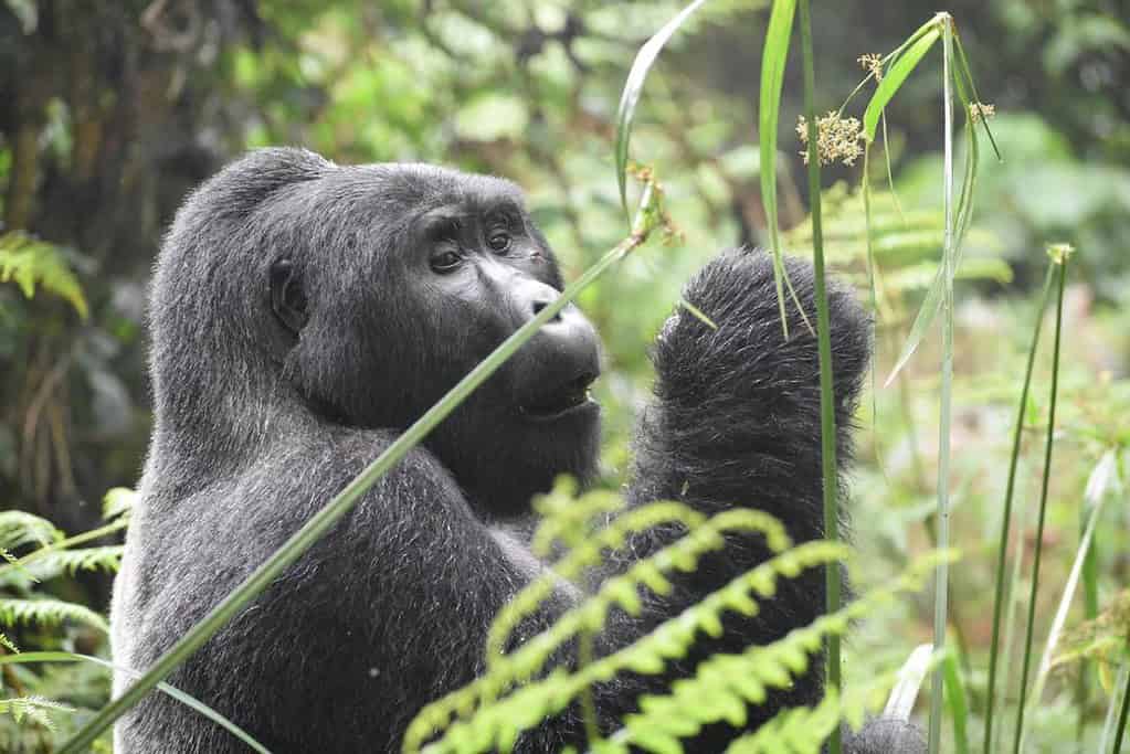 Ruhengeri Rwanda Travel Destinations, Africa Ruhengeri Rwanda