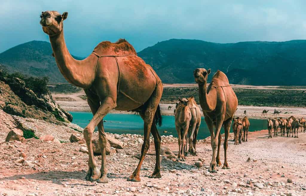 Salalah Salalah Oman