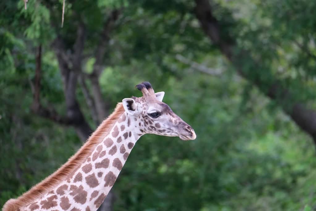 Selous Game Reserve Tanzania Travel Destinations, Africa Selous Game Reserve Tanzania