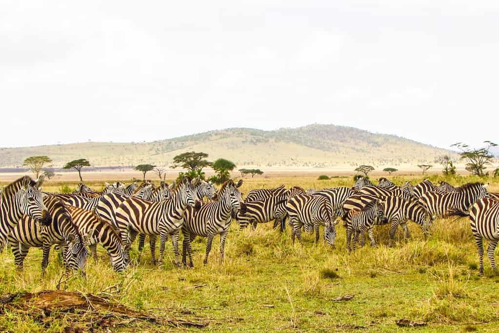 Serengeti National Park Tanzania Travel Destinations, Africa Serengeti National Park Tanzania