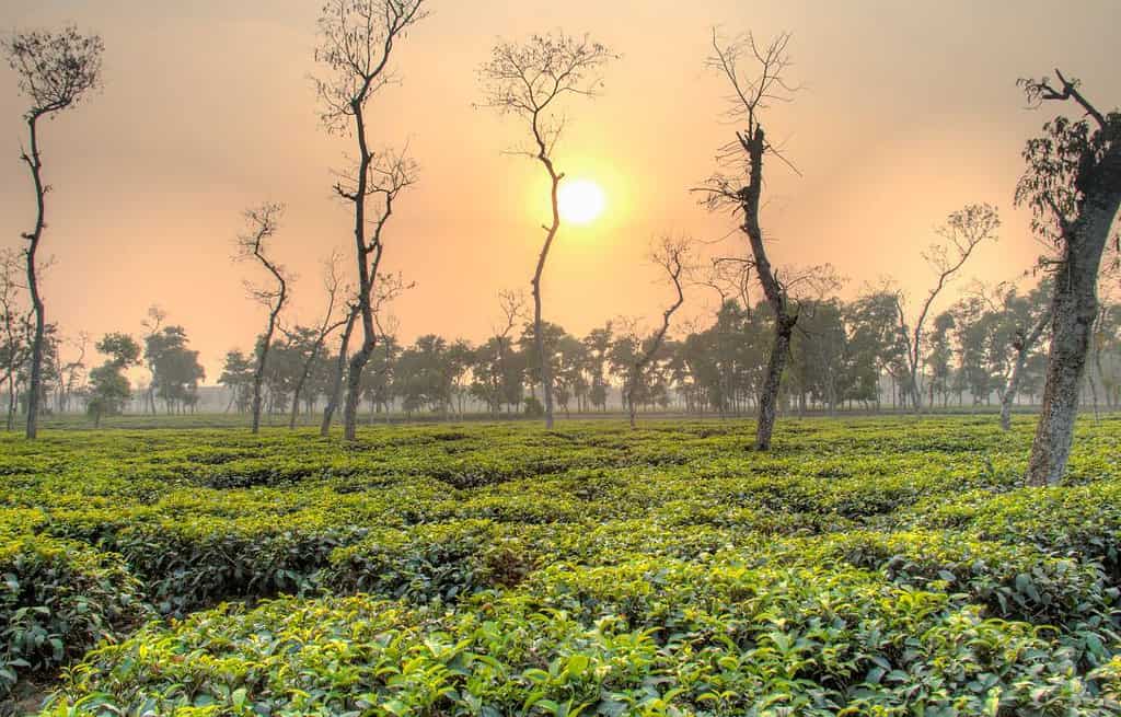 Srimangal Bangladesh Travel Destinations, Asia Srimangal Bangladesh