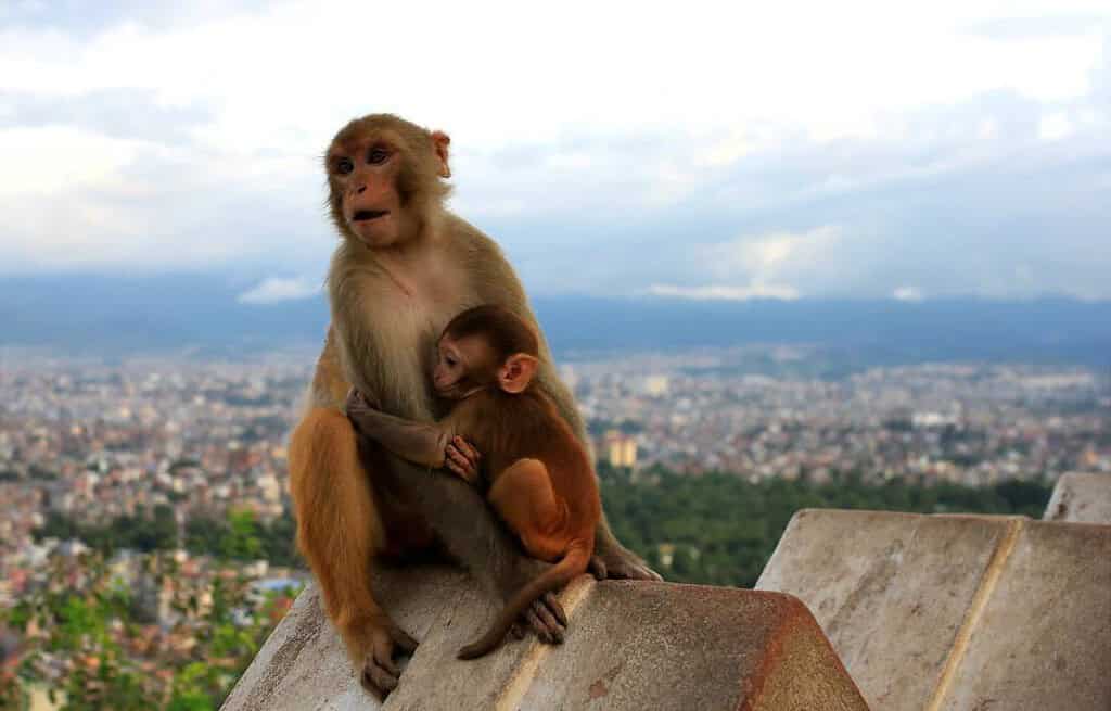 Swayambhunath Monkey Temple Nepal Travel Destinations, Asia Swayambhunath (Monkey Temple) Nepal