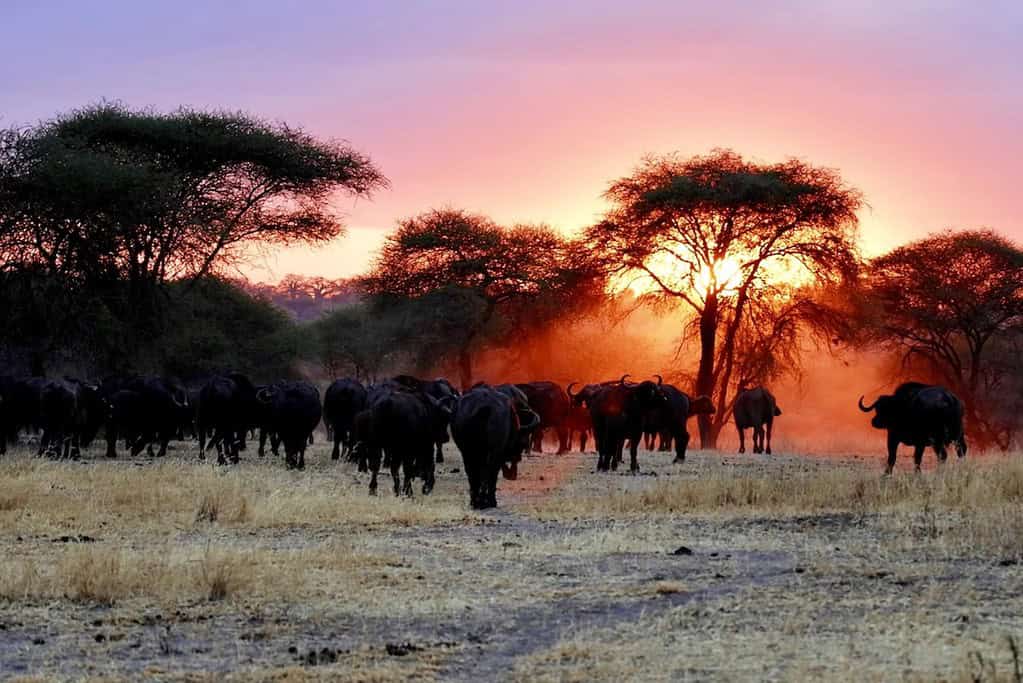 Tarangire National Park Tanzania Travel Destinations, Africa Tarangire National Park Tanzania