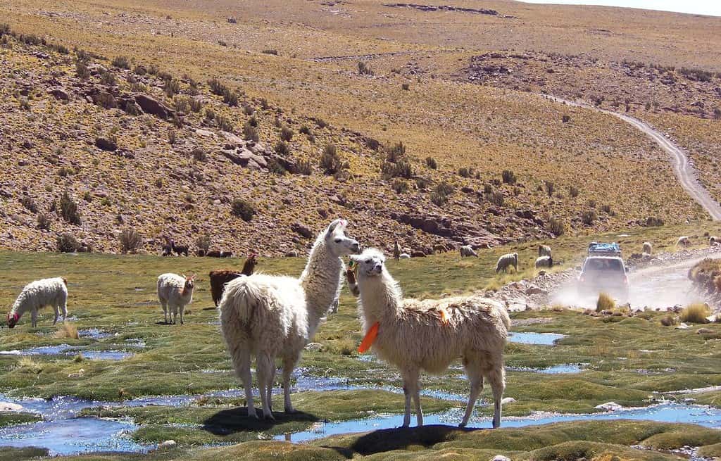 Tarija Bolivia Travel Destinations, Americas, Featured Tarija Bolivia