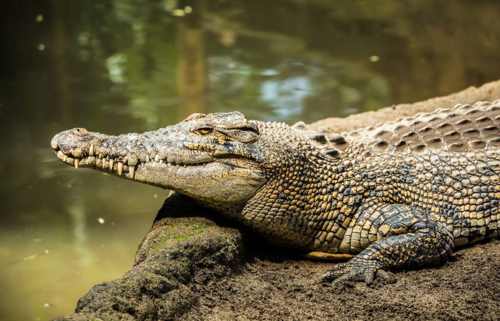 The Kachikally Crocodile Pool Gambia