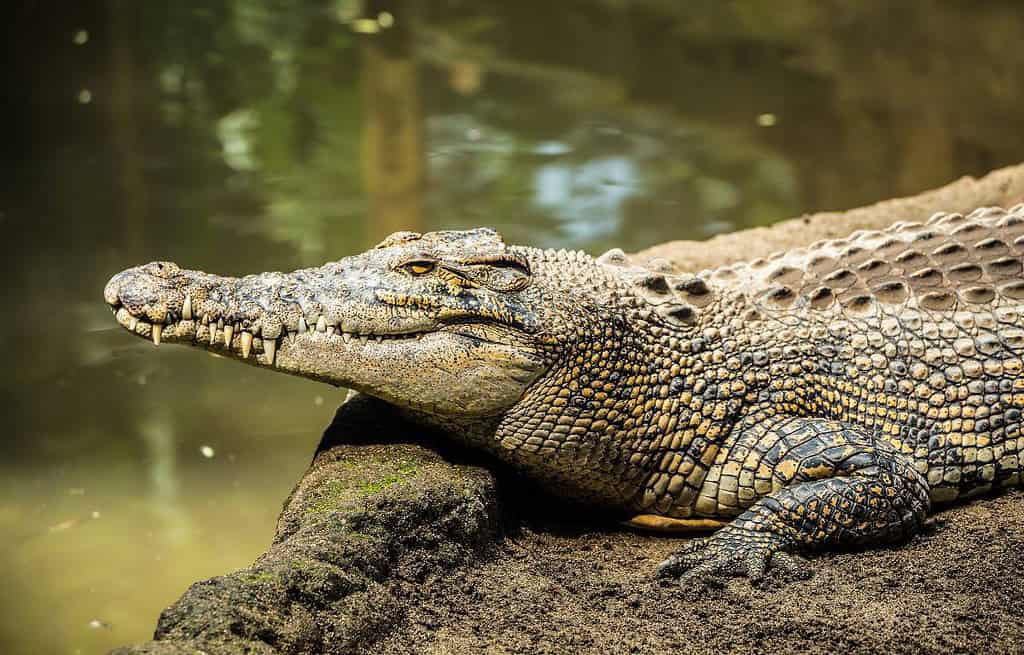 The Kachikally Crocodile Pool Gambia Travel Destinations, Africa The Kachikally Crocodile Pool Gambia