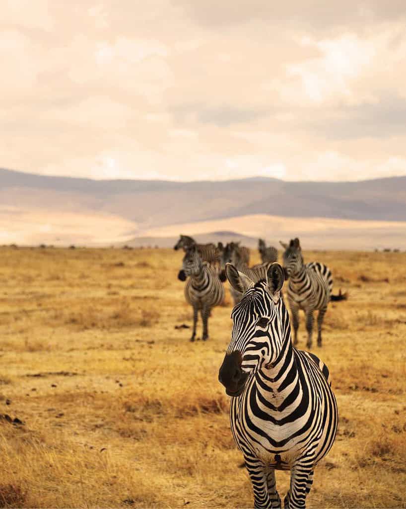 Vertical photos 3 Travel Destinations, Africa Tanzania