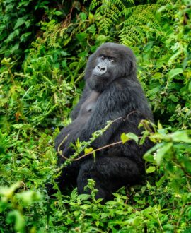 Wildlife