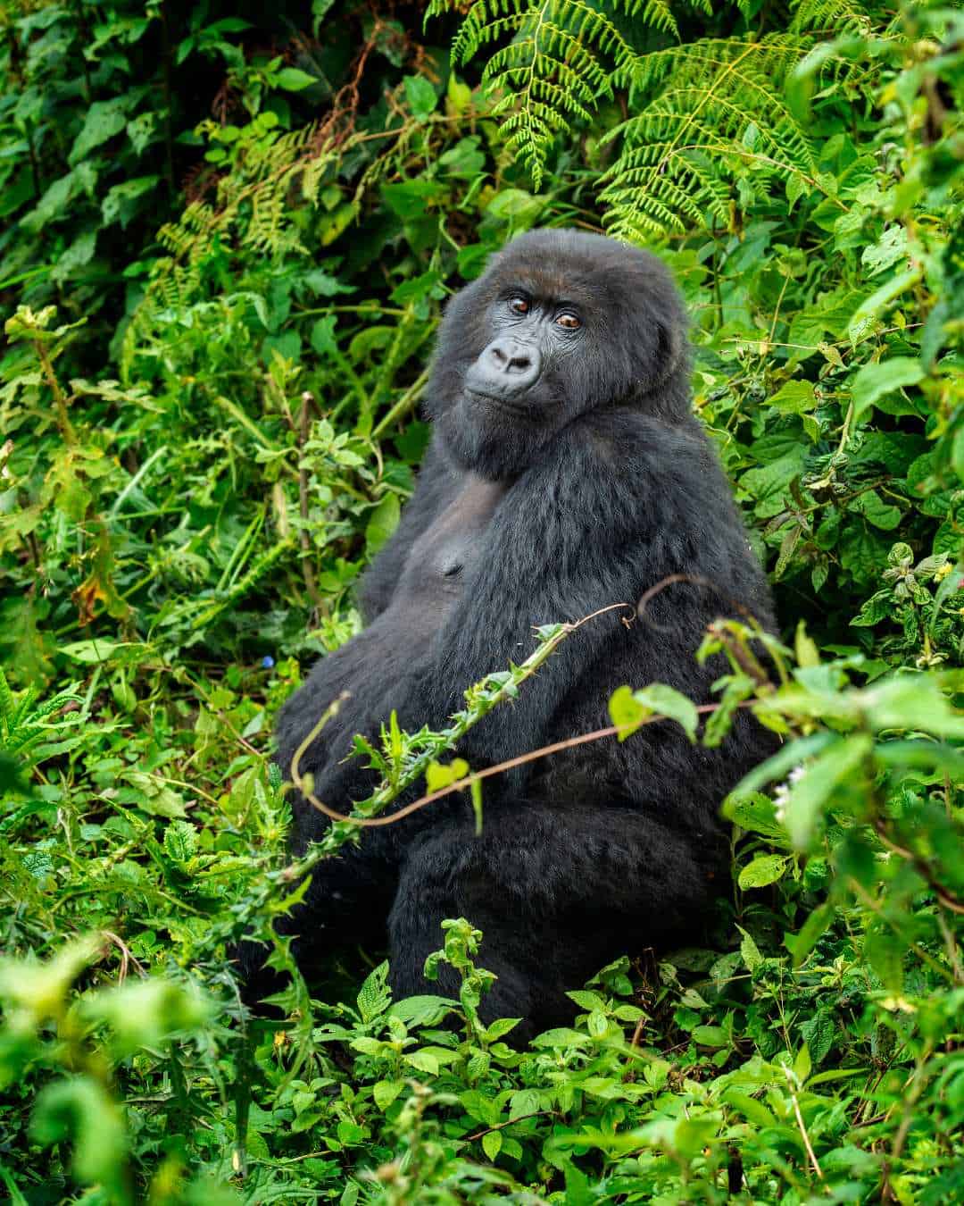 Wildlife Travel