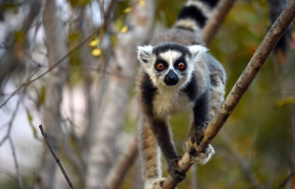Zahamena National Park Madagascar