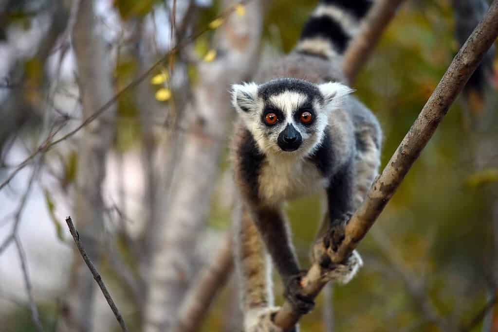 Andasibe Madagascar