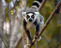 Andasibe Madagascar