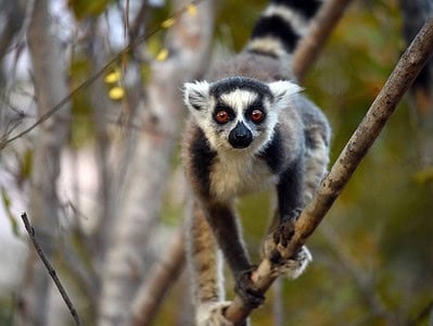 Andasibe Madagascar