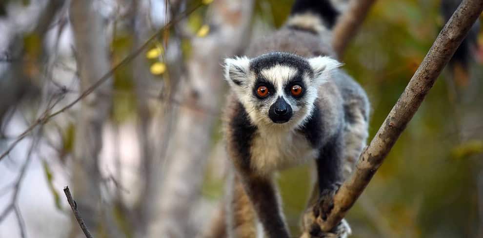Andasibe Madagascar