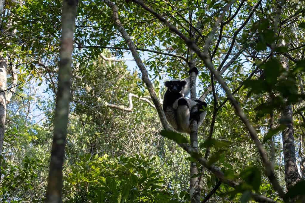 Andasibe Madagascar