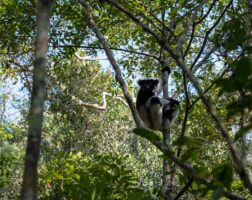 Andasibe Madagascar