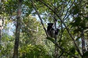 6-day tour Exploring the wonders of Madagascar Andasibe Madagascar 5