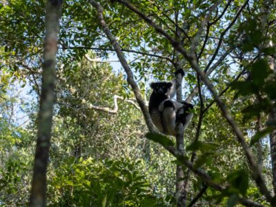 Andasibe Madagascar