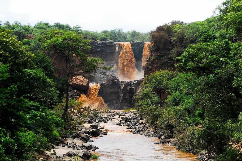 Awash National park Ethiopia