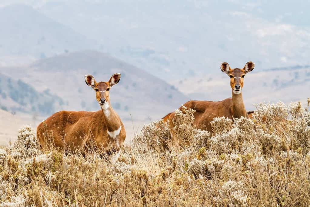 Bale Mountains