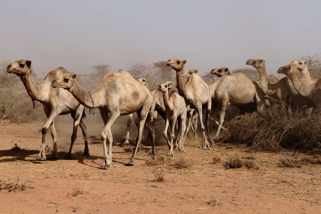 Burao Travel Destinations, Africa, Featured Burao Somalia