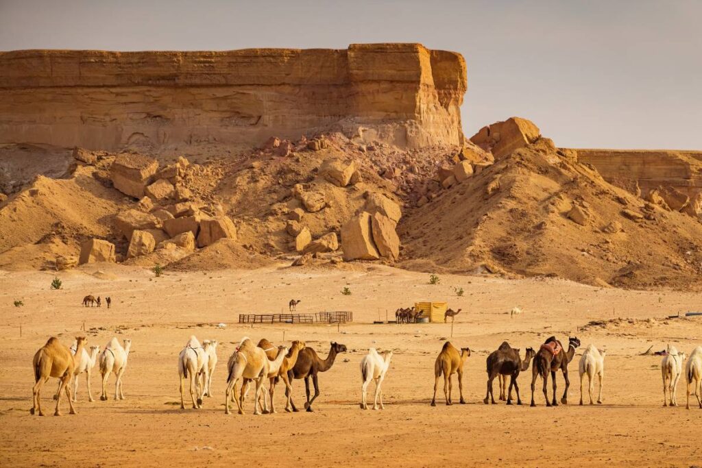 Camel Market Saudi Arabia