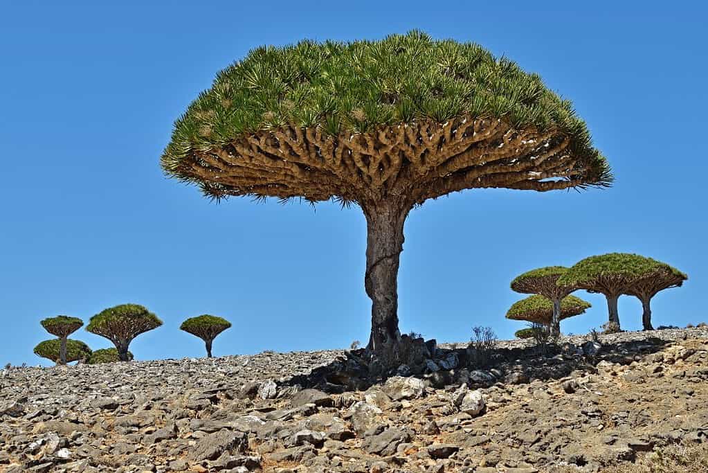 Daallo Travel Destinations, Africa, Featured Tours in Somalia