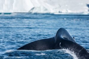 14-day Arctic cruise - South and West Greenland and Disko Bay Disko Bay Arctic cruise
