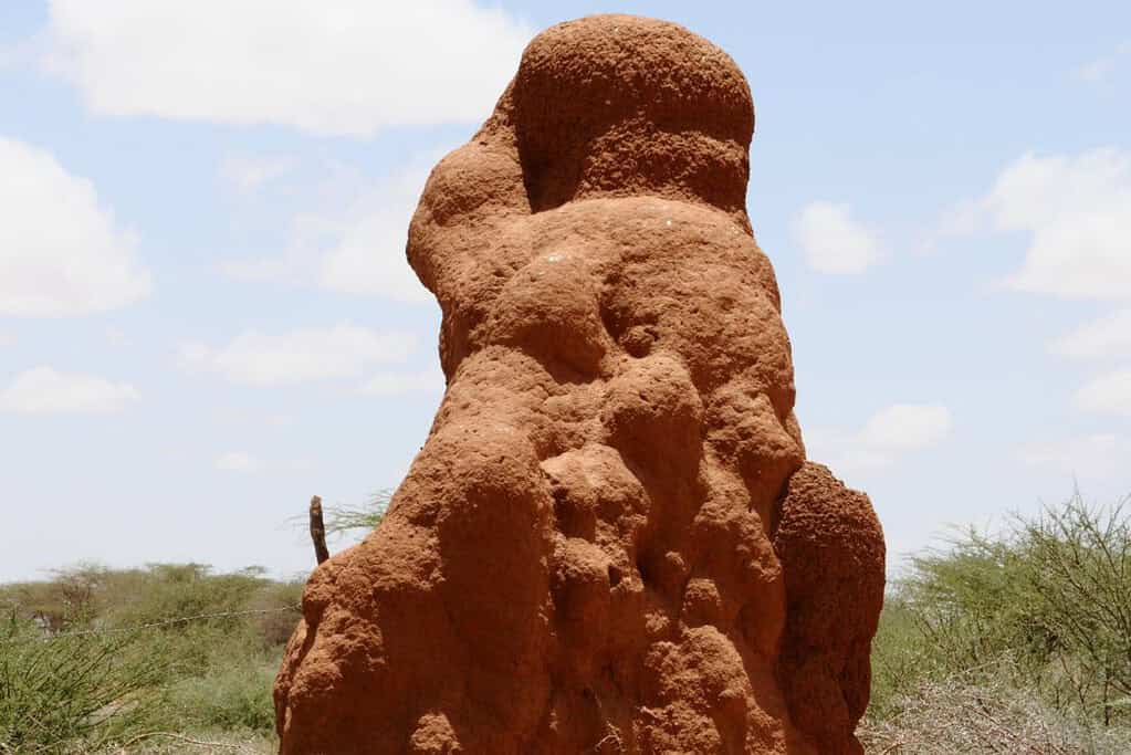 Enormous Anthill Travel Destinations, Africa, Featured Enormous Anthill Somalia