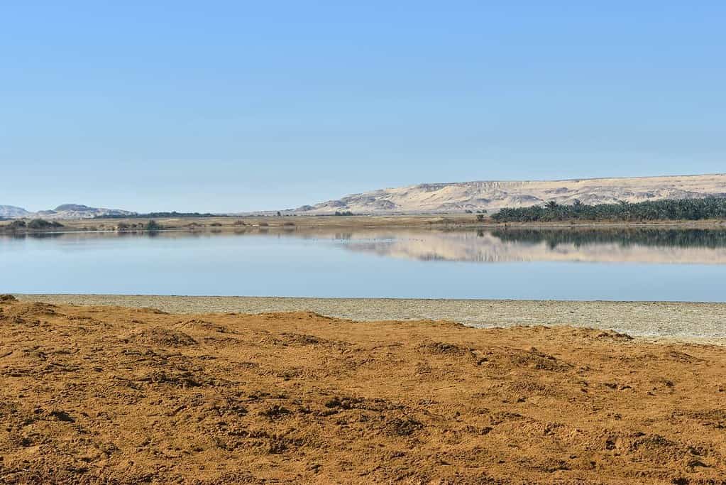 Farafra oasis Egypt