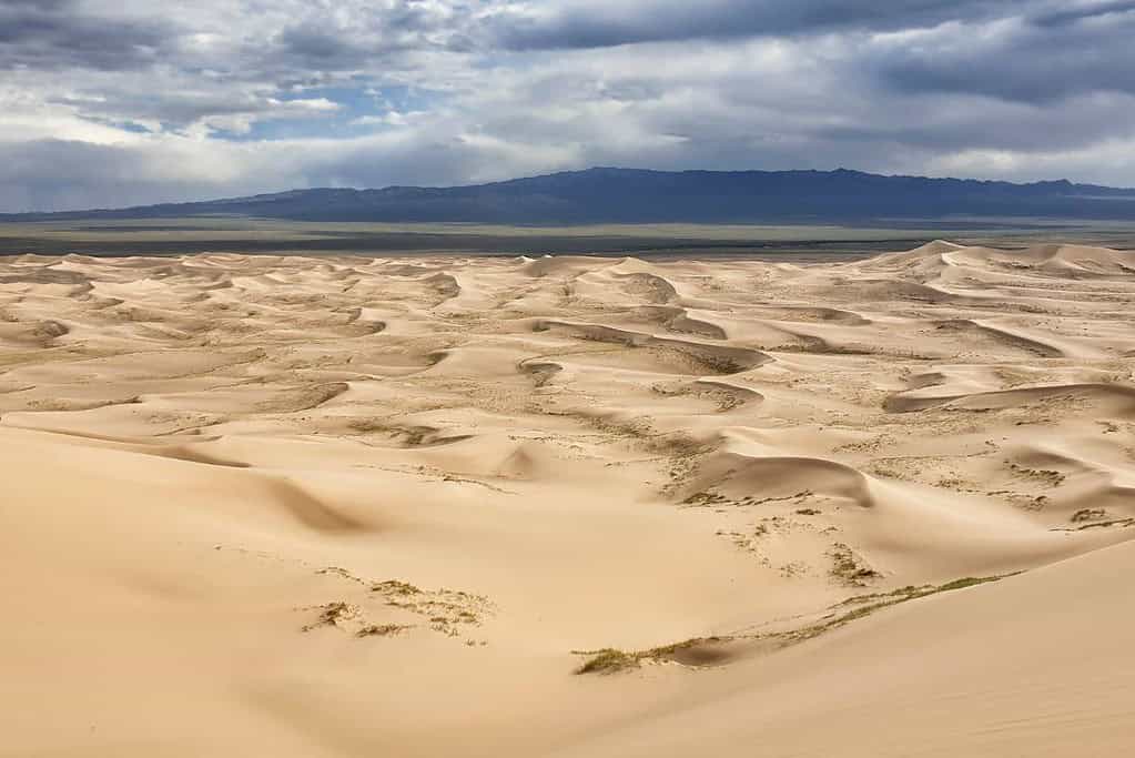 Khongor Sand dune Mongolia