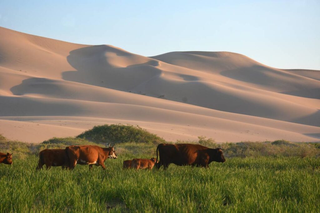 Khongor Sand dunes Mongolia