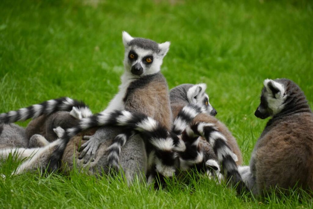 Lemur Island Madagascar