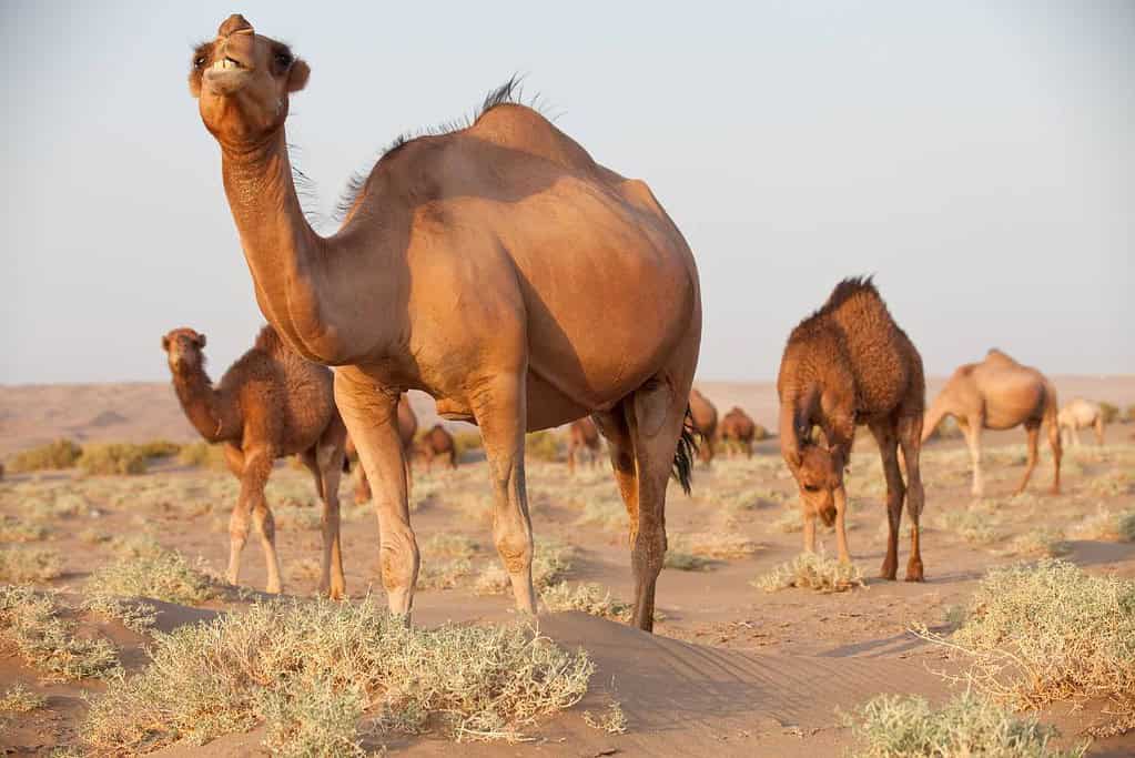 Maranjab Desert Iran