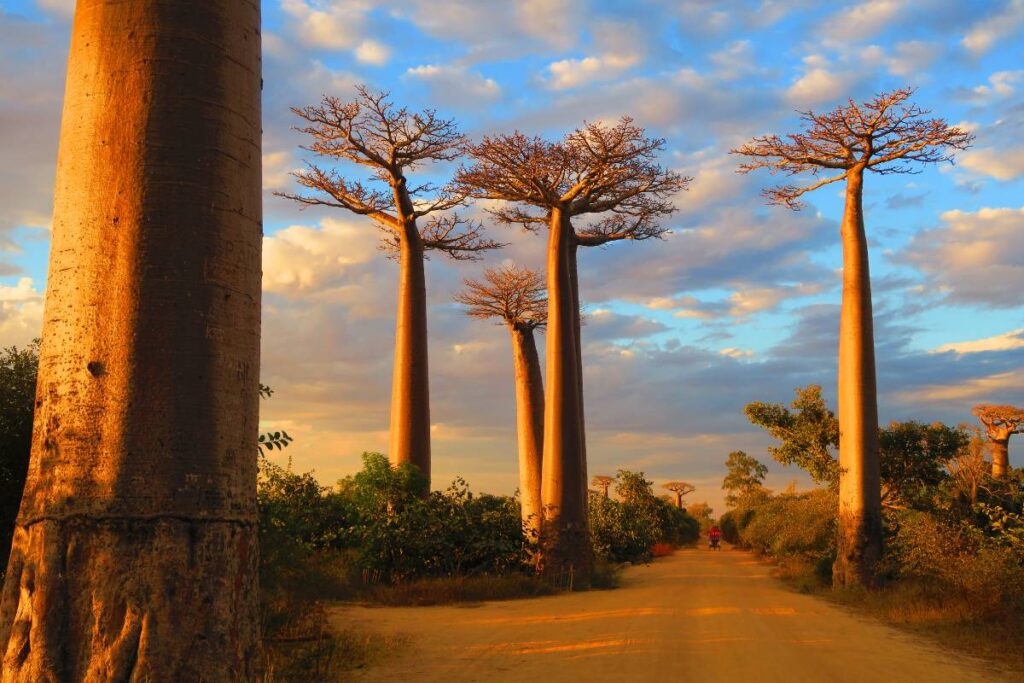 Morondava Madagascar