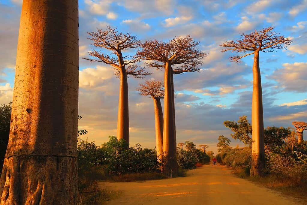 Morondava Madagascar