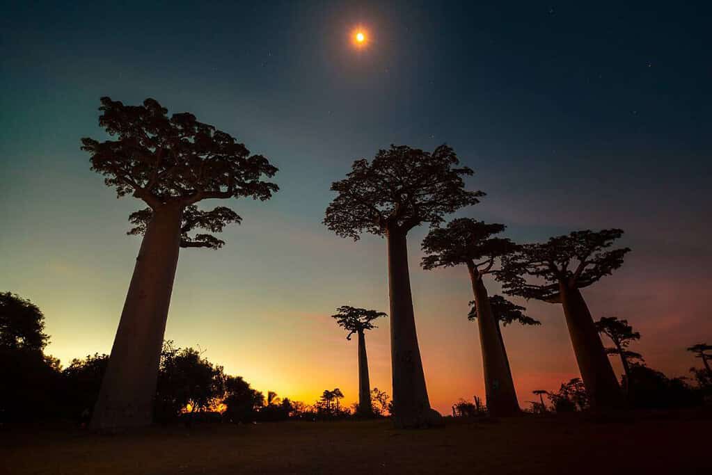 Morondava Madagascar