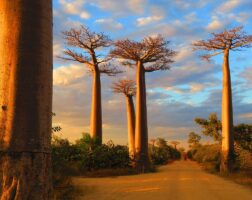 Morondava Madagascar