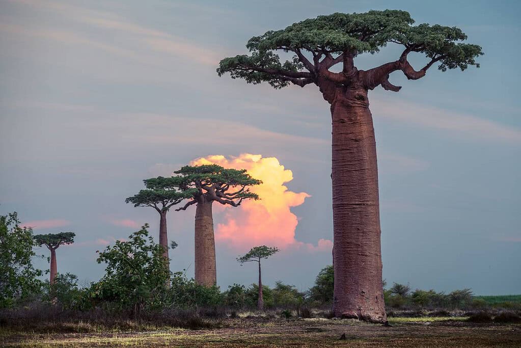 Morondava Madagascar