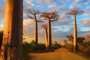 8-day tour of Madagascar's hidden gems - Antananarivo to Morondava Morondava Madagascar