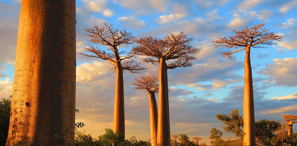Morondava Madagascar