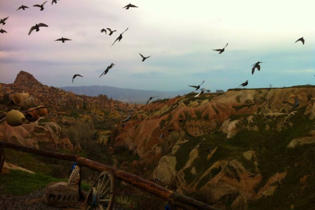 Pigeon Valley Turkey