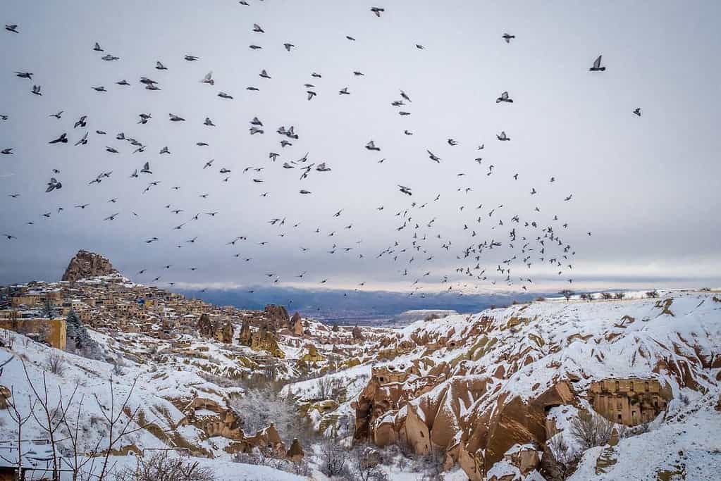 Pigeon Valley Turkey