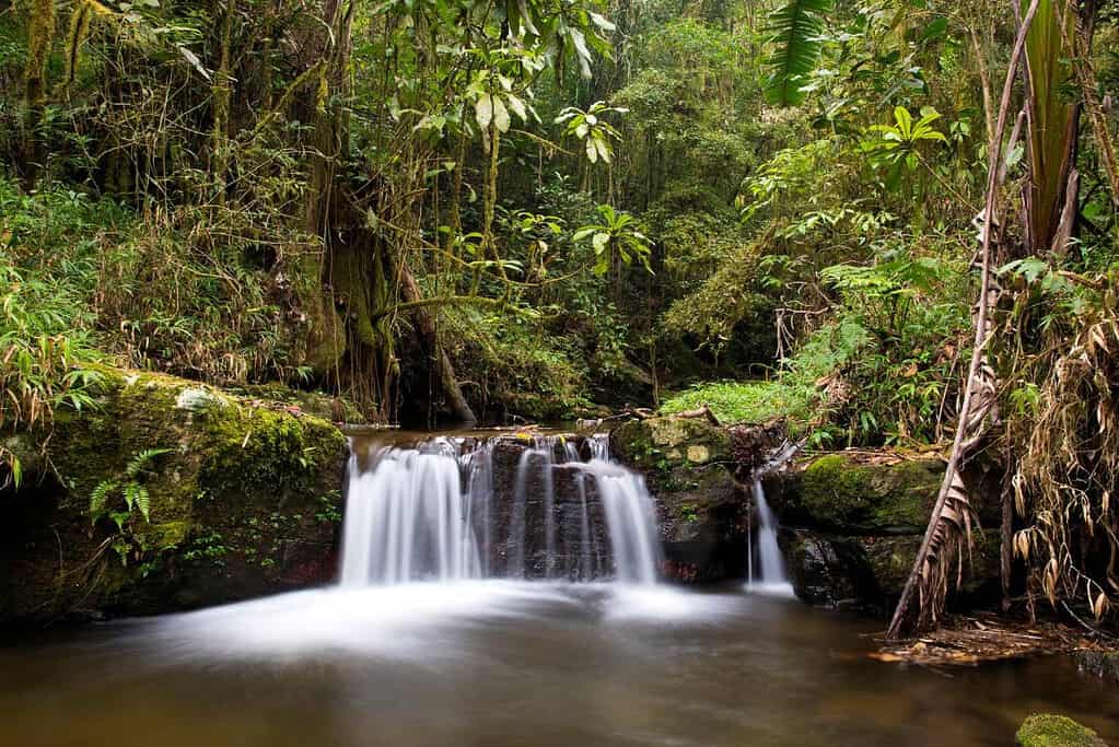 Ranomafana Madagascar