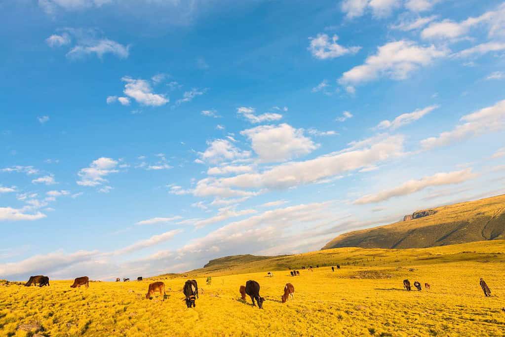 Semien Mountains Ethiopia