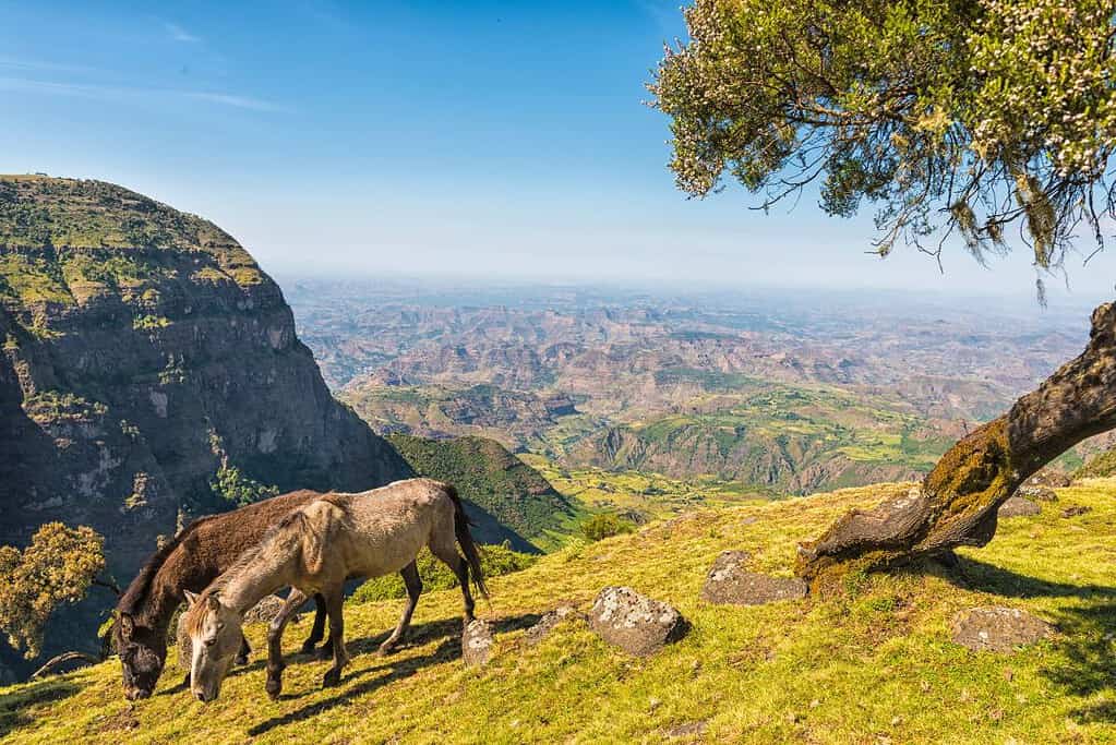 Semien Mountains Ethiopia