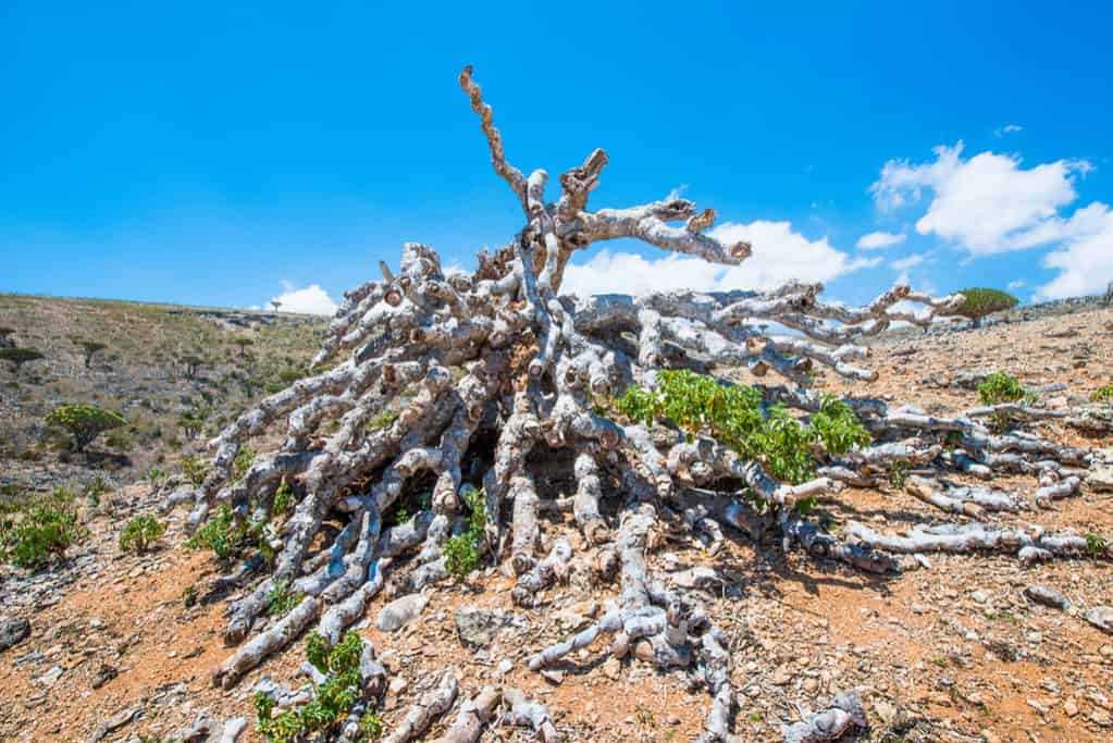 Socotra Archipelago Socotra Archipelago
